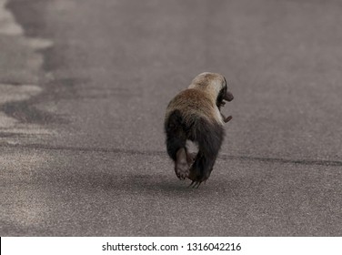 Fearless Honey Badger on the run carrying helpless pup