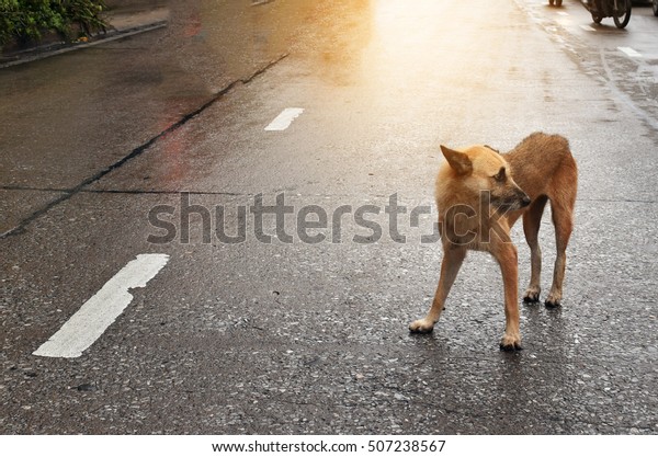 Fear,Poor dog \
across the street with fare\
light