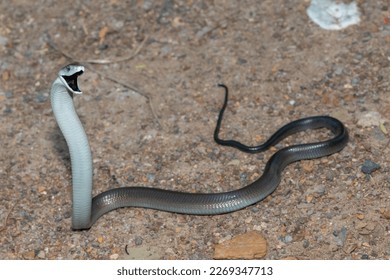 The fearsome Black mamba (Dendroaspis polylepis) 