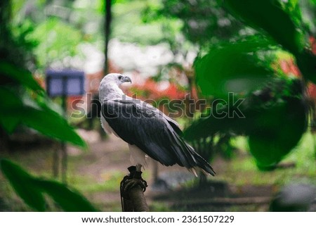 A fearsome eagle resting under the trees.