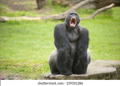 Fearsome Large Silverback Gorilla Showing Its Teeth.