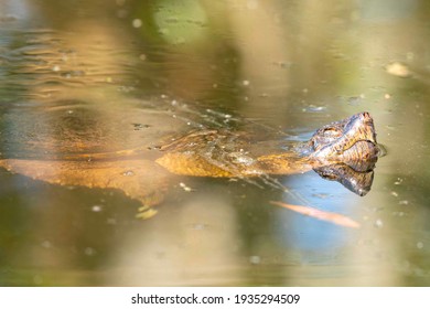 230 Turtle hibernation Images, Stock Photos & Vectors | Shutterstock