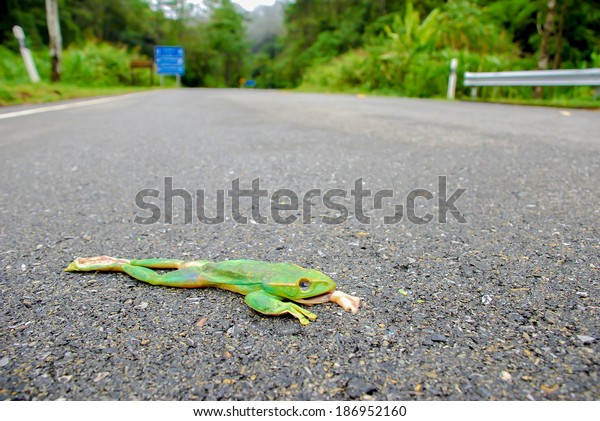 Fea's Tree Frog lies dead
on a road 