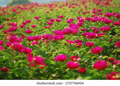 Feast of beautiful purple flowers - Shutterstock ID 1737746954