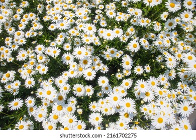 The feast of daisy flowers in May