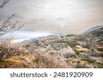 The feast of plum blossoms, the heralds of spring, and the beautiful scenery of the plum blossom village.