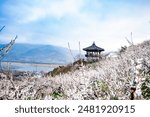 The feast of plum blossoms, the heralds of spring, and the beautiful scenery of the plum blossom village.