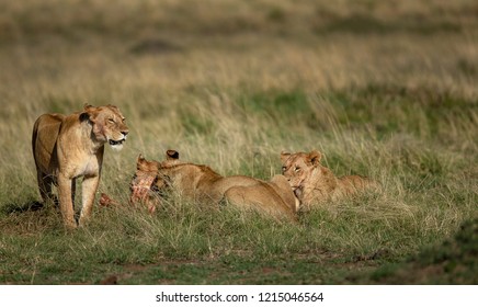 602 Feasting lion Images, Stock Photos & Vectors | Shutterstock