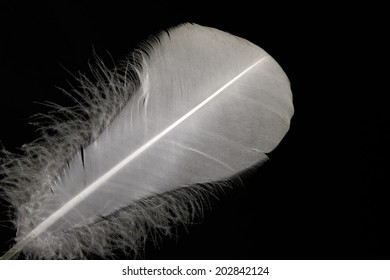 Similar Images, Stock Photos & Vectors of white feathers against black