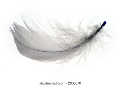 Feather - Shutterstock ID 2803870