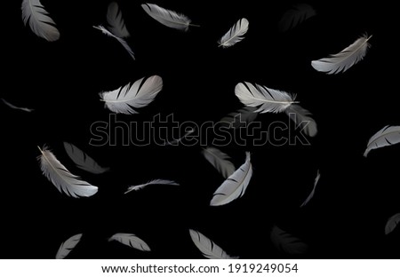 Feather abstract background. Group of bird feathers floating in the dark. Black background.