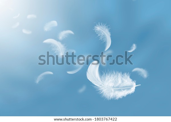 Feather abstract freedom concept.\
Group of light fluffy a white feathers floating in a blue\
sky.