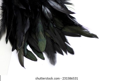 Feather Background