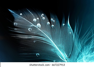 Feather Of A Bird In Droplets Of Water On A Dark Background Macro. Silhouette Of A Blue And White Feather Abstract Artistic Image For Design.