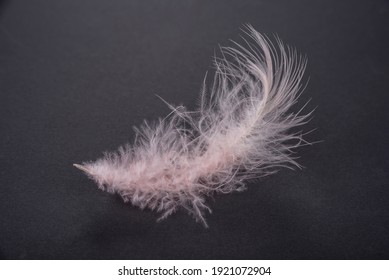 Feather from a bird on a black background