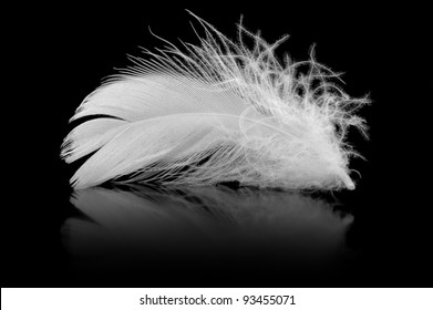 Plume Avec Oiseau Qui Senvole Stock Photos Images