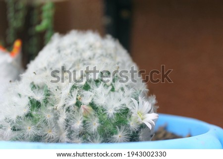 Feather cactus (Mammillaria plumosa) cactae