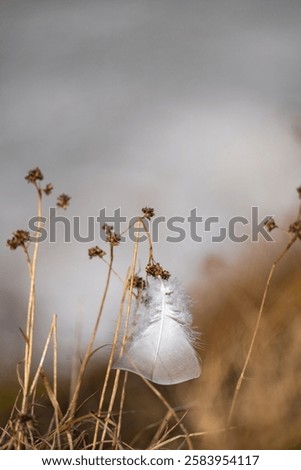 Similar – Image, Stock Photo white feather caught on wild plant