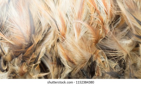 feather close up  background or texture
