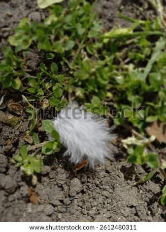 feather close-up view bird in spring 