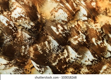 feather detail owl eagle