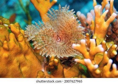 The Feather Duster Sea Worm Sabellidae, Red Sea Egypt