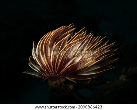 Feather duster worm (Sabellastarte spectabilis) lights up the reef off the Dutch Caribbean island of Sint Maarten