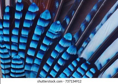 Blue Jay Feather Hd Stock Images Shutterstock