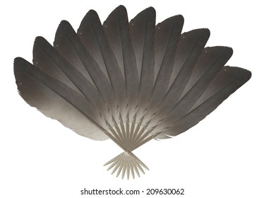 Feather Fan On White Background.