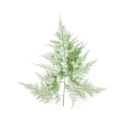 Feather Fern Or Green Leaves On A White Background (asparagus Setaceus)