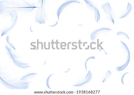Feather flat. Pastel angel feather in pattern texture falling on white background. Fashion color trends spring summer