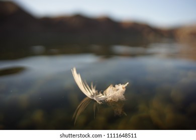 Feather Floating On The River Water