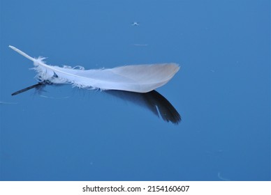 Feather Floating On Still Water