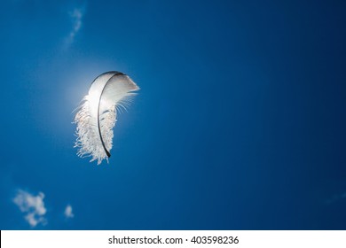 Feather Floating In The Sky. 