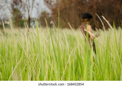 feather grass
