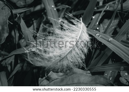 Feather in the grass, close-up
