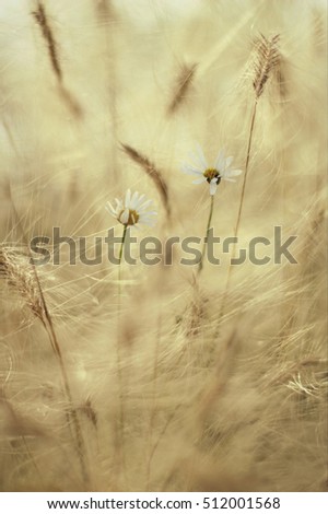 Similar – Image, Stock Photo Meadow in the morning light