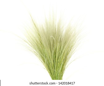 Ornamental Grass Images Stock Photos Vectors Shutterstock,Simple French Toast Recipe No Vanilla