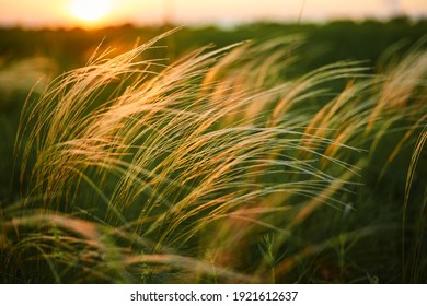 Feather Grass or Needle Grass, Nassella tenuissima, forms already at the slightest breath of wind filigree pattern. - Shutterstock ID 1921612637