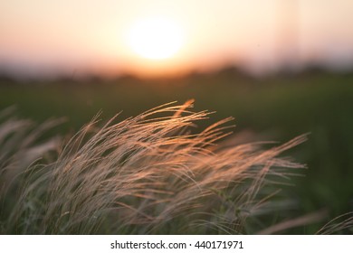 Feather grass in wind at sunset in the green field - Shutterstock ID 440171971