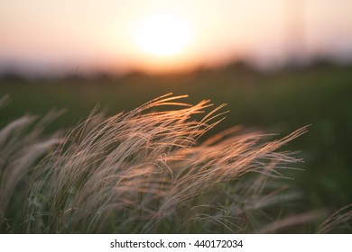 Feather grass in wind at sunset in the green field - Shutterstock ID 440172034