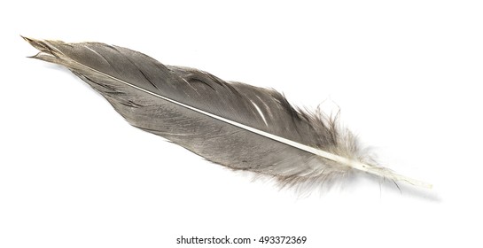 Feather Isolated On White Background Stock Photo 493372369 | Shutterstock