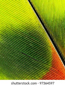 Feather Of Macaw Close Up