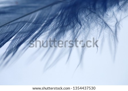 Feather  macro background. Fine feather texture. Blue feather on white background. Close-up  feather.Weightlessness.copy space