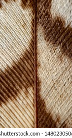 Feather Macro. Close Up Detailed Macro Of A Bird Feather. Nature Symetry. 