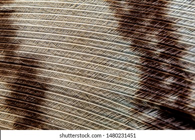 Feather Macro. Close Up Detailed Macro Of A Bird Feather. Nature Symetry. 