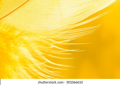Feather Macro On Yellow Background