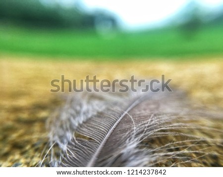 feather in macromode