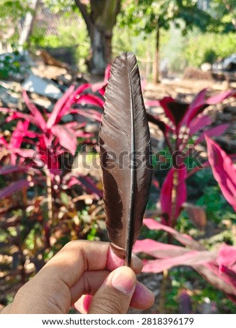 Feather of a mighty rooster