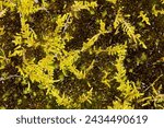 Feather moss, Hypnum imponens, a yellow plant growing over other, darker mosses, some with fragile branchlets, at Risley Reservoir in Vernon, Connecticut.